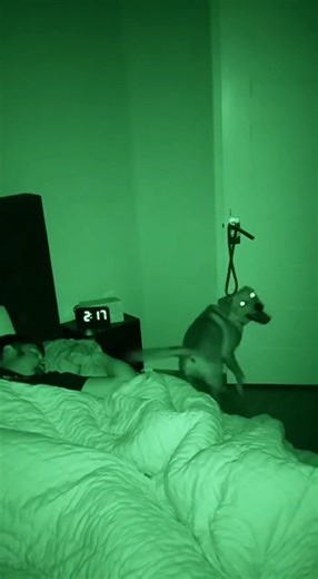 “CCTV Caught Something Scary — Then It Got Hilarious! 😂🎥” | Vivid Vibe