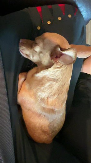 Exploring Chihuahuan Names and 'Chihuahua Life'