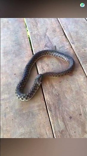 Why Do Snakes Eat Themselves? The Shocking Truth Will Surprise You!