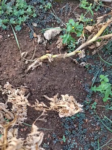 these are the times that make me smile #potato #harvest #2026 #fyp