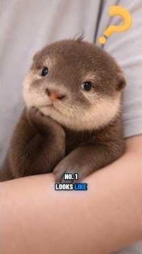Top 5 Cutest Exotic Pets You’ll Want Immediately 🥺 #shorts