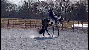 49 reactions · 3 comments | APHA ALL AROUND He had a great year and ended up on the Honor Roll! AM & Open points in Color, HUS, HMS, EQ, SMS, Pleasure, and he’s a tight pattern horse. 2018 gelding by Prinzziple (Principle Investment) out of Paint Fumes (Real Bonanza). Great to be around and should vet well! For more information and video please visit www.whittingtonequine.com. | Whittington Equine Marketing Group | Facebook