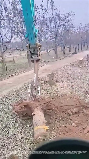 Uprooting Trees: How Modern Machinery Simplifies Orchard Renewal