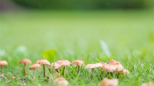 The 62p trick to stop mushrooms growing in your grass - it's pet-friendly