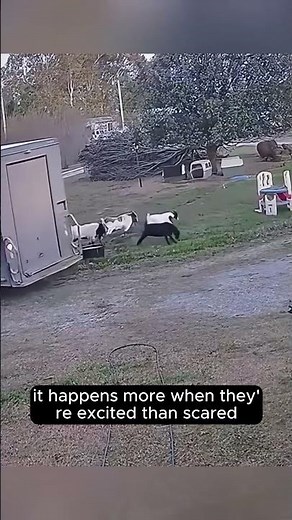 Why Do These Goats Collapse When They’re Excited?