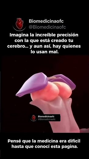 NEUROANATOMÍA 3D: CARTOGRAFÍA Y DINÁMICA DE LA CORTEZA CEREBRAL 🧠⚡