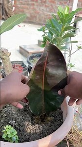 rubber plant #trendingshorts #rubber #viralvideo