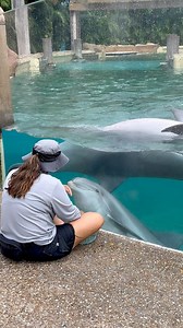 So adorable #dolphins #marinemammals #bottlenosedolphin | Bucky