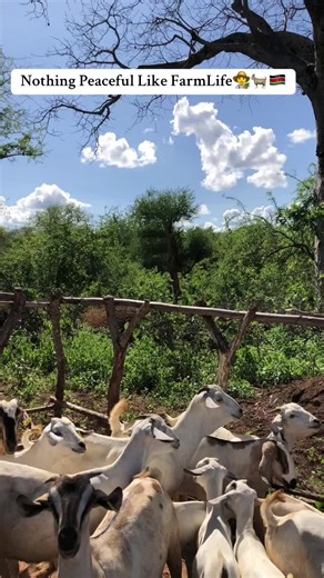 Discover Sustainable Goat Farming in Kenya
