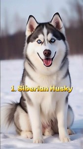 Top 10 Most Beautiful 😍 Dog’s 🐶 Breeds In The World 2026 #Shorts #top10 #DogBreeds #BeautifulDogs