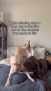 If you have two… you know 🤦‍♀️ #dogsofinstagram #labrador #chocolatelab | Tank the Brown Lab