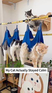 Watch this hammock stop cat nail trimming chaos instantly! #catsgrooming #chat #katze #kat #gatto #gata #gato #kot #kotka #CatCare #PetGrooming #CatNailClipping #CatProducts #cats #catlovers | Pawpycats