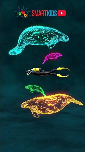 How big is a newborn baby manatee?