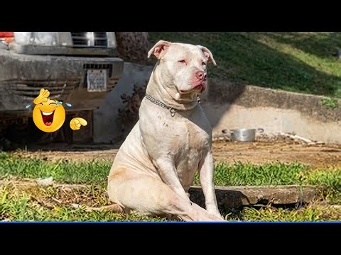 You Will Die Laughing At These Dogs 😹🐶 The Funniest Dog Moments Compilation 🐾