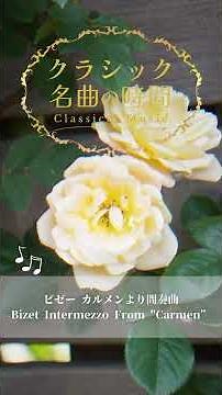 【1分クラシック】癒しの名曲集 #クラシック #リラックス #bgm