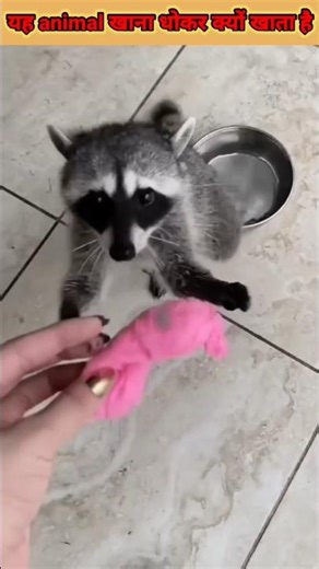 क्या आपको यह पता था/ is this animal washes the food before eating it #shorts