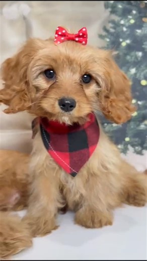The sweetness in these Cavapoos 😍 Cavapoos truly make the BEST cuddly little companions… because they absolutely LOVE being close to their people and thrive on affection and snuggles! 💕 Have questions or want to learn more? Give us a call. We’re happy to help! Please check our contact info below for details. 📞 508-492-2212 🌐 https://minigoldendoodlesofcapecodllc.com 📍 2 Williams Ave, Pocasset, MA 🕘 Mon-Fri 9-5, Sat-Sun 10-6 Life is just better with a 'Mini Goldendoodles of Cape Cod' Doodle