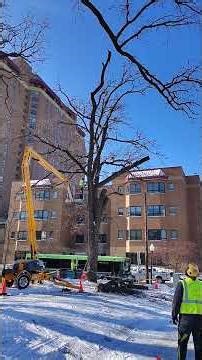 Getting this 10 Foot Log Safely to the Ground!