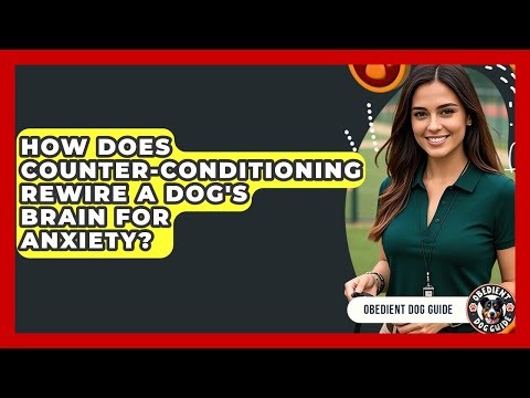 How Does Counter-conditioning Rewire A Dog's Brain For Anxiety? - Obedient Dog Guide