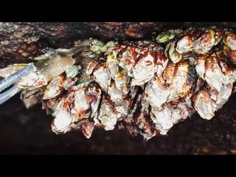 Extreme Satisfying Barnacle Removal - Deep Close-Up Cleaning (Full Transformation)(3)