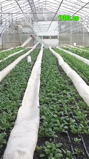 Revolutionizing Farming: The Science of Perfect Crops