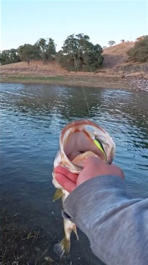 BIGGEST Large Mouth Bass on that BFS! #shorts #largemouthbass