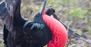 10 Weird Self-Inflating Animal Species