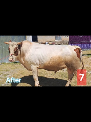 Cattle Fattening Techniques in Ethiopia