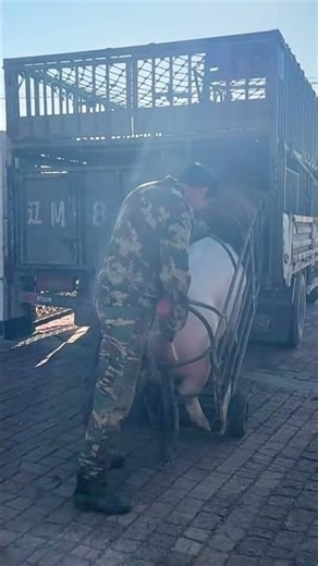 How to Load Pigs into a Truck! Pig Farm Hack