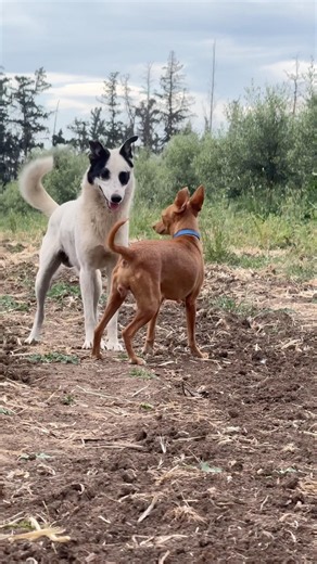 Two dog playing 😍 #dog #anime #shorts #viral #pets