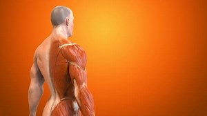 Muscle concept anatomy