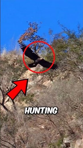 Top 3 Fastest Animals on Earth😱⚡