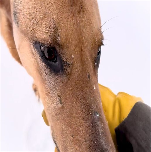 4.7K views · 101 reactions | I will be staying in a traditional Russian log cabin for 24 hours | Building Skills | Facebook