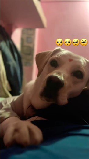 🥺🥺🥺dil lagana mana tha #viral #comedy #shortvideos #subscribe #subscribe #funny #youtubeshorts