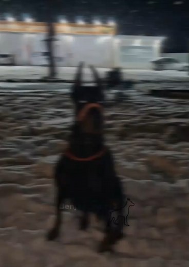 Understanding Dobermann Behavior and Training Tips