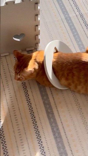 奇跡の大脱出😎がんばれ〜💕#cat #やっぱり猫が好き #保護猫 #保護猫との暮らし #好きな子猫 #猫のいる暮らし#猫のおもちゃ#猫の大脱出