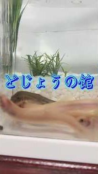どじょうの館 大型水槽リセット