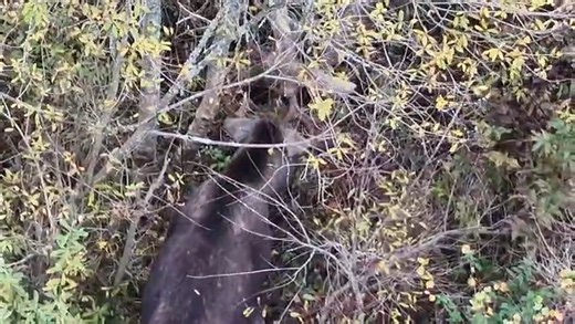 3.7K views · 51 reactions | 歷 Clash of Titans: Why Bull Moose Fight...