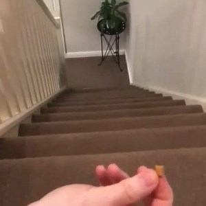 Chubby Cats on Reels