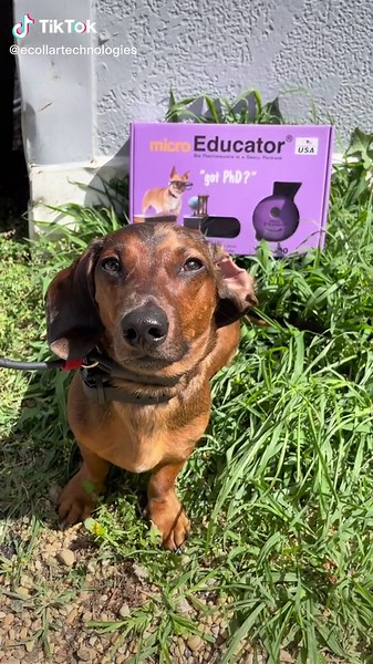E-Collar Training for Small Dogs: Safe Techniques