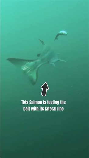 This salmon is detecting tiny pressure waves and vibrations in the water with its lateral line