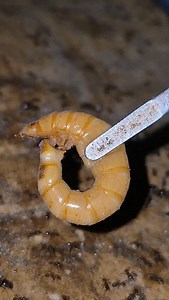 71K views · 4.4K reactions | Carebara Diversa #insects #fourmis #ants #antkeeping #animals #antfarm #nature #carebaradiversa | Alexfourmisoff | Facebook