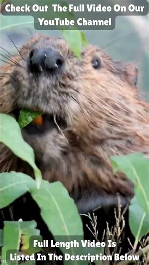#beavers #kidssongs Beaver 101 Music Video #songsfortoddlers | Encyclopedia Through #shortsforkids