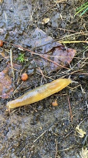 GARDEN SLUG Sliding By Slowly W/ Zoom #nature #wildlife #insects #garden #slugs #slime #shorts #wow