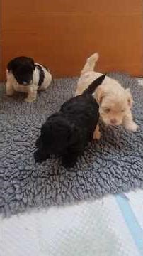 Maltipoo Puppies Being Gorgeous at 4 weeks old