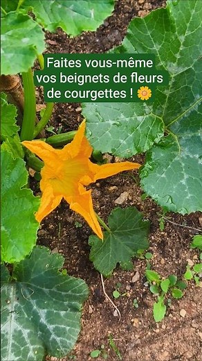 Make your own zucchini flower fritters! 🌼 #vegetablegarden #zucchini #fritters #flowers