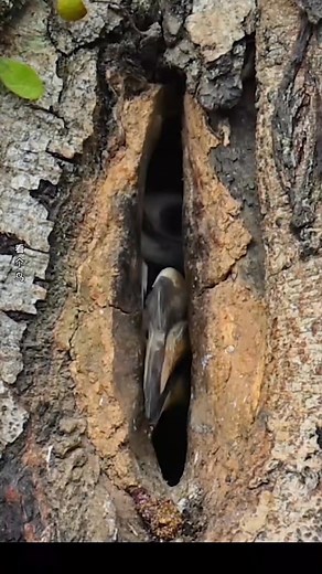 Hornbill bird lifestyle #shorts #HornbillBird #BirdLifestyle #WildlifeConservation #BirdsOfTheWorld #HornbillConservation #TropicalBirds #BirdBehavior #WildlifePhotography Hornbill bird Bird lifestyle Wildlife conservation Hornbill conservation Tropical birds Bird behavior Hornbill habitat Bird species Rainforest birdsHornbill bird lifestyle #shorts #HornbillBird #BirdLifestyle #WildlifeConservation #BirdsOfTheWorld #HornbillConservation #TropicalBirds #BirdBehavior #WildlifePhotography Hornbill