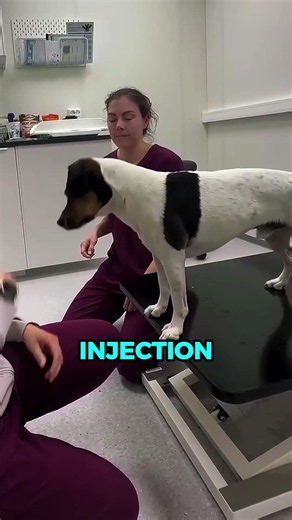 The Smartest Vet Trick Ever 🤯