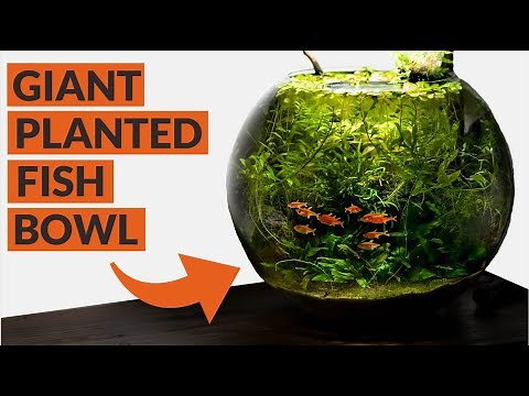 Heavily Planted Fish Bowl: 4 MONTH UPDATE