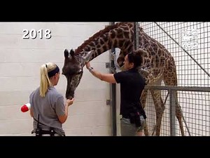 Training Giraffe for Hoof Care - Cincinnati Zoo